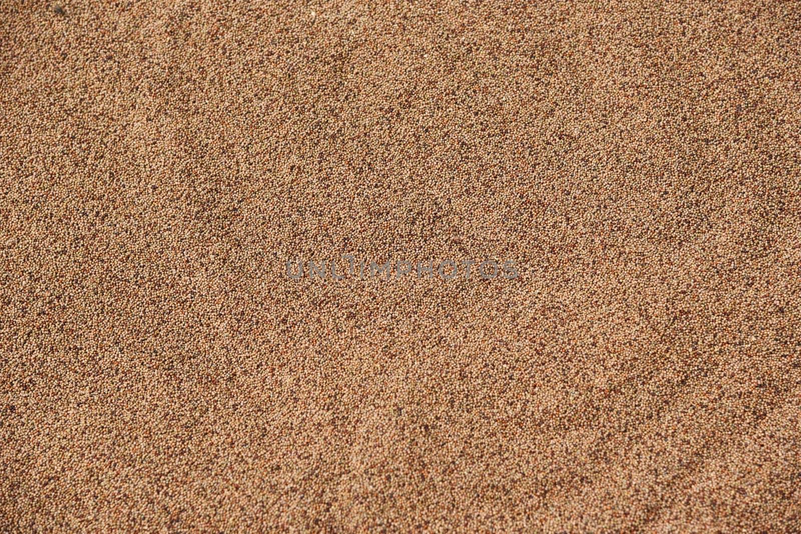 closed up the group of seeds