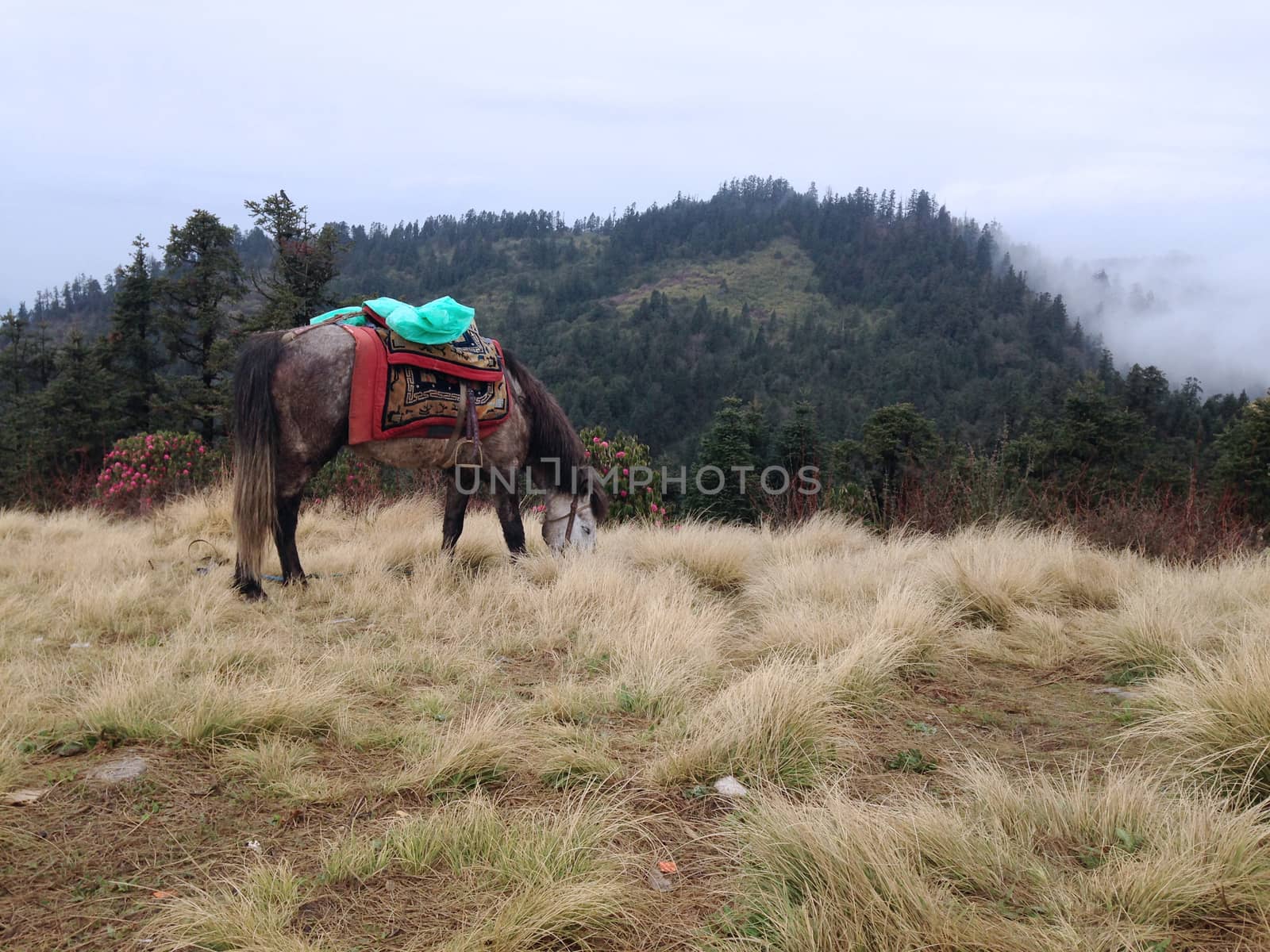 the horse is eating grass on a field in Poonhill, Nepal