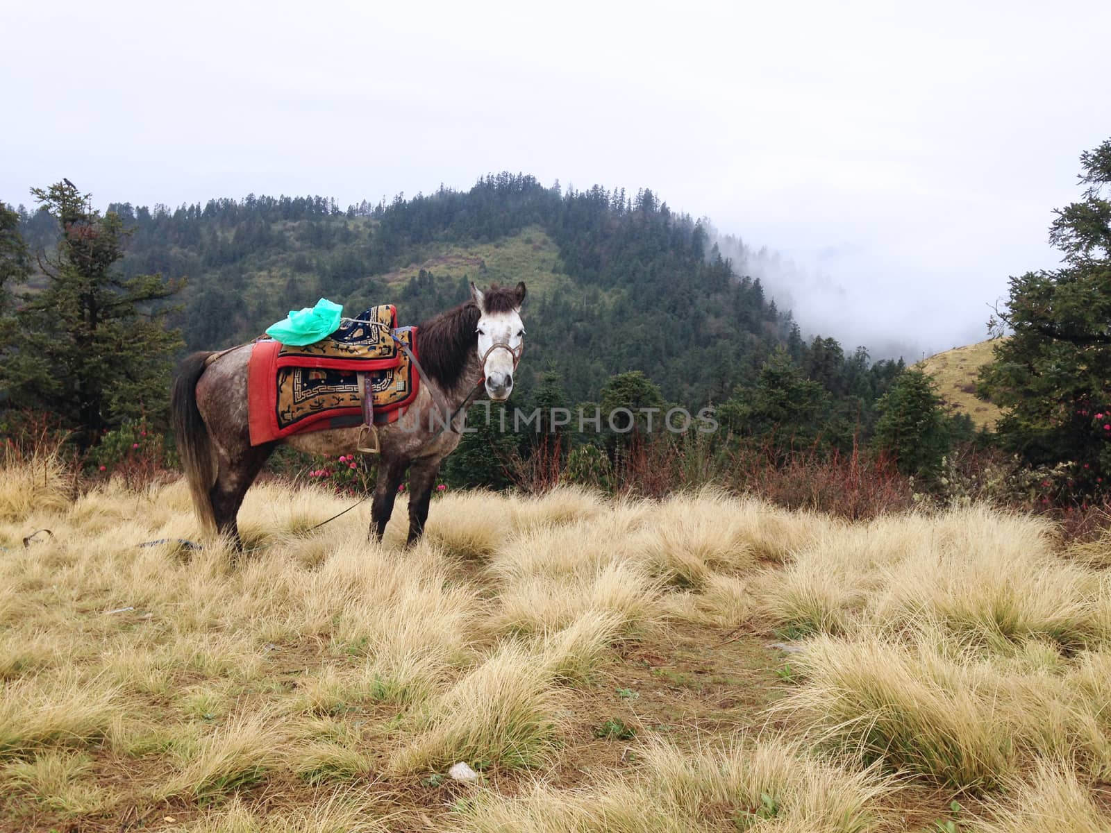 the horse is eating grass on a field in Poonhill, Nepal