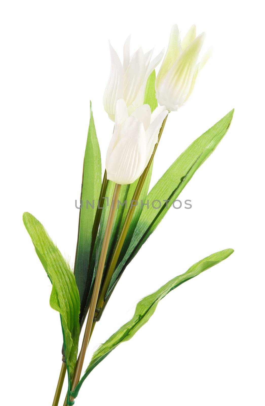 tulips isolated on white