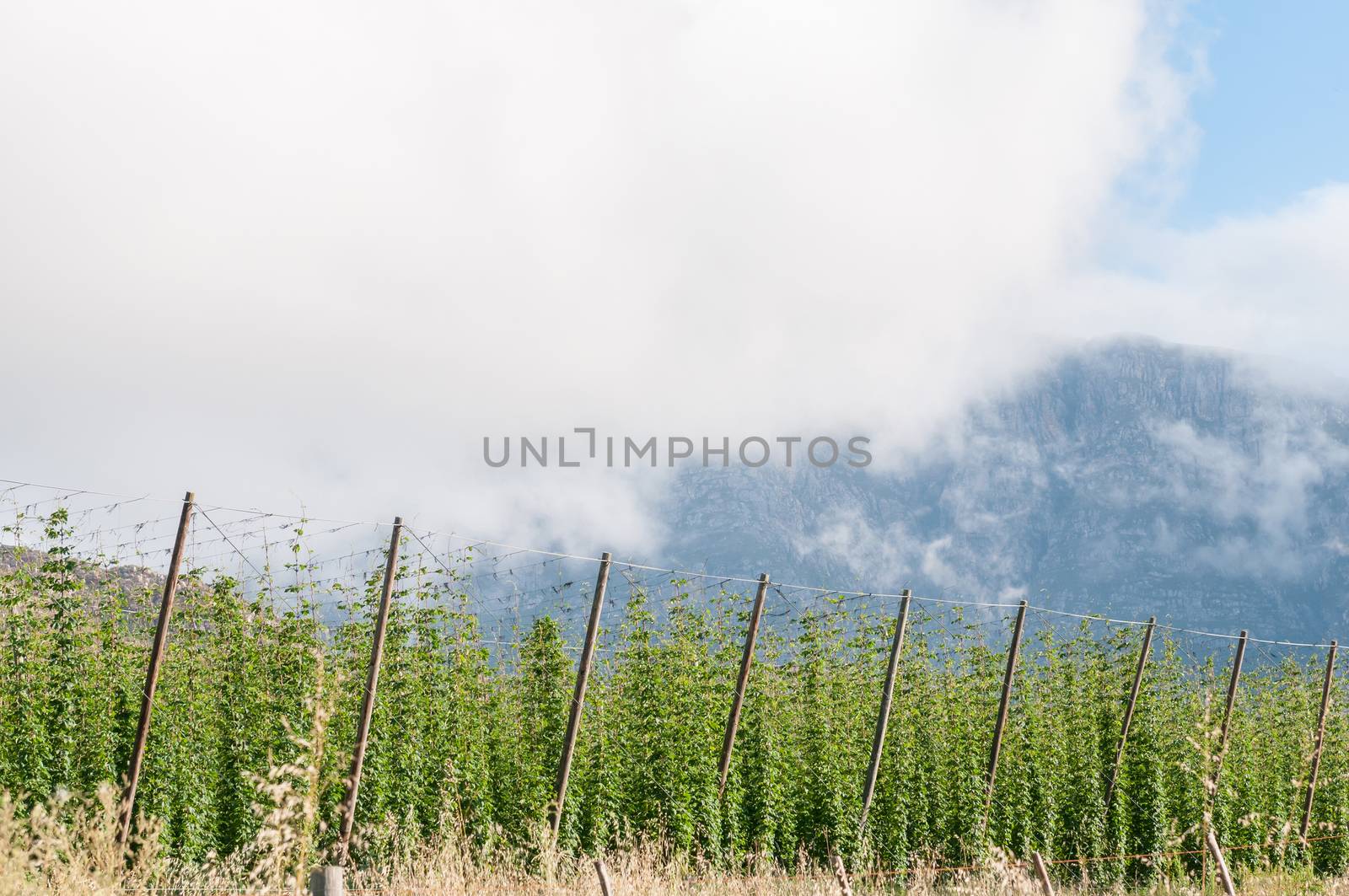 Hops growing near Herold, a small village at the top of the Montagu Pass. The Outeniqua Mountains are in the back