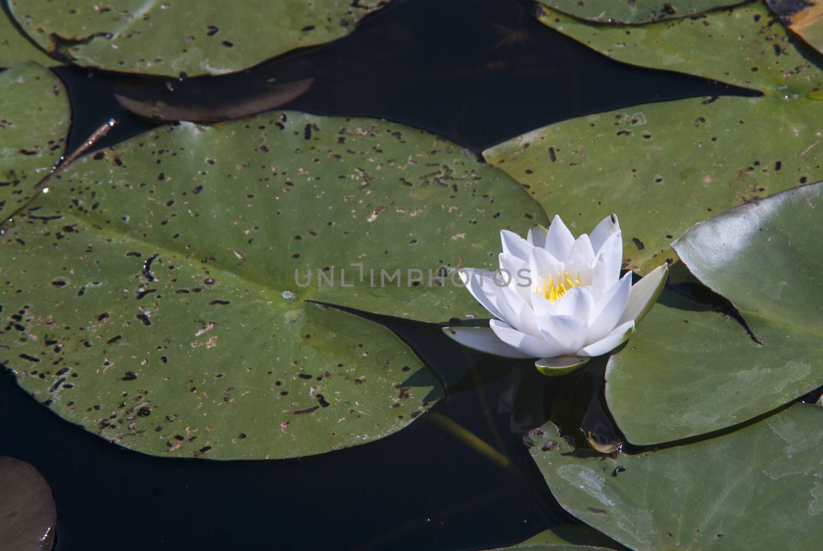 beautiful white lily on a summer lake by Morfey713