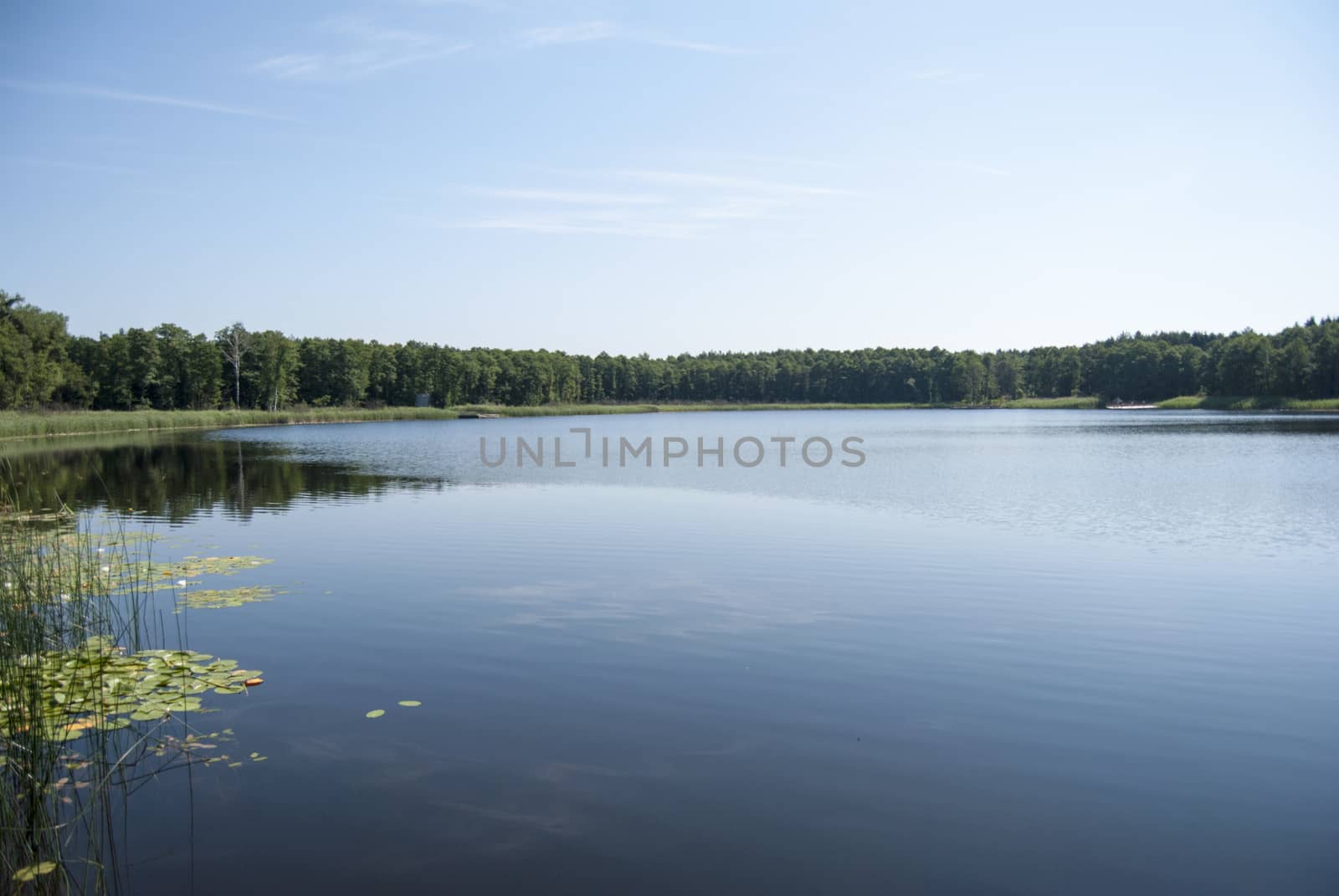 beautiful white lily on a summer lake by Morfey713