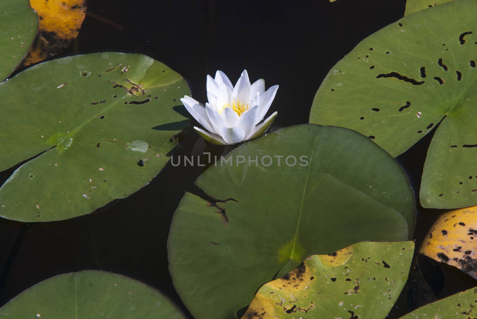 beautiful white lily on a summer lake