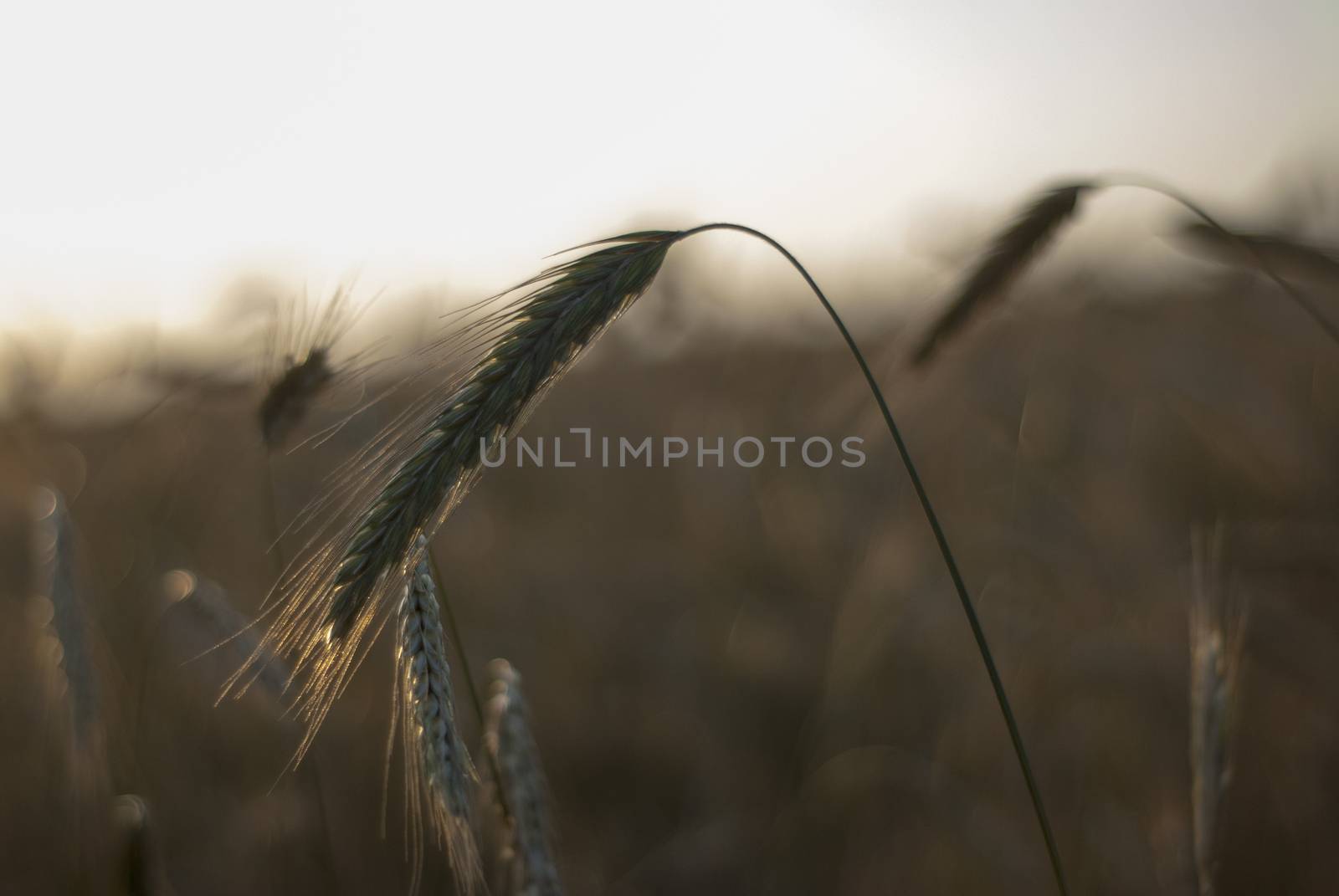Ripe wheat sprouts by Morfey713