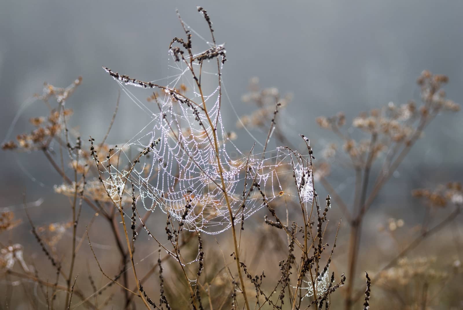 Net spider with dew by Morfey713