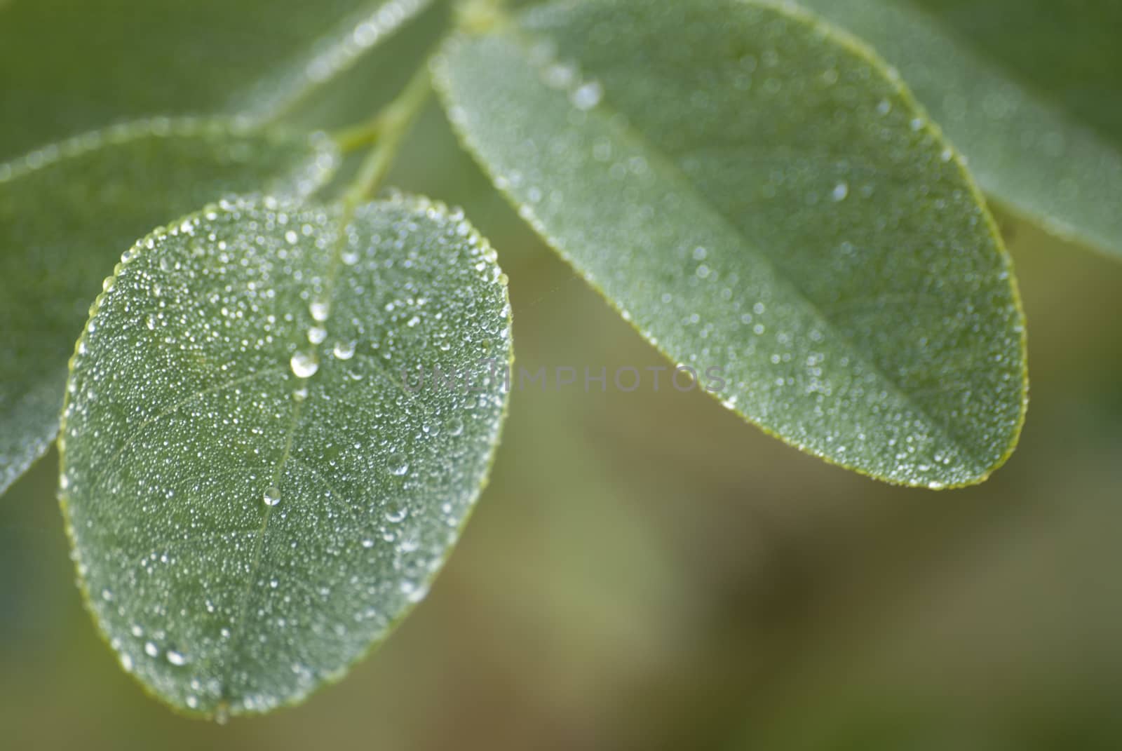 leaves with dew by Morfey713