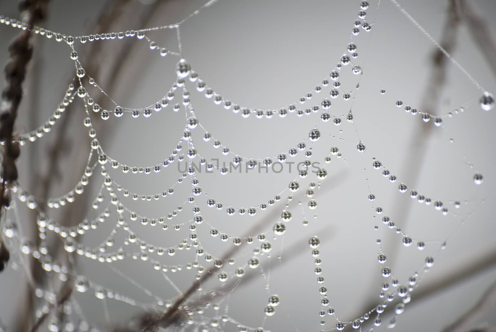 Net spider with dew