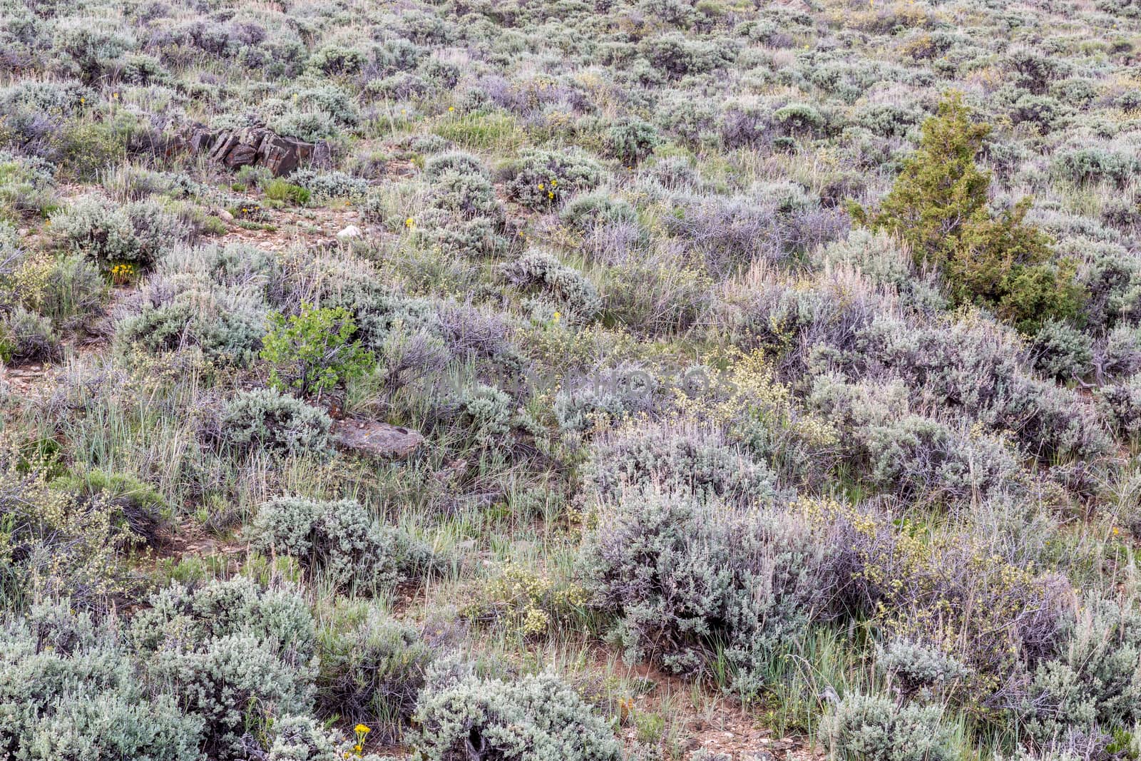 sagebrush, wildflowers and other shrubs by PixelsAway