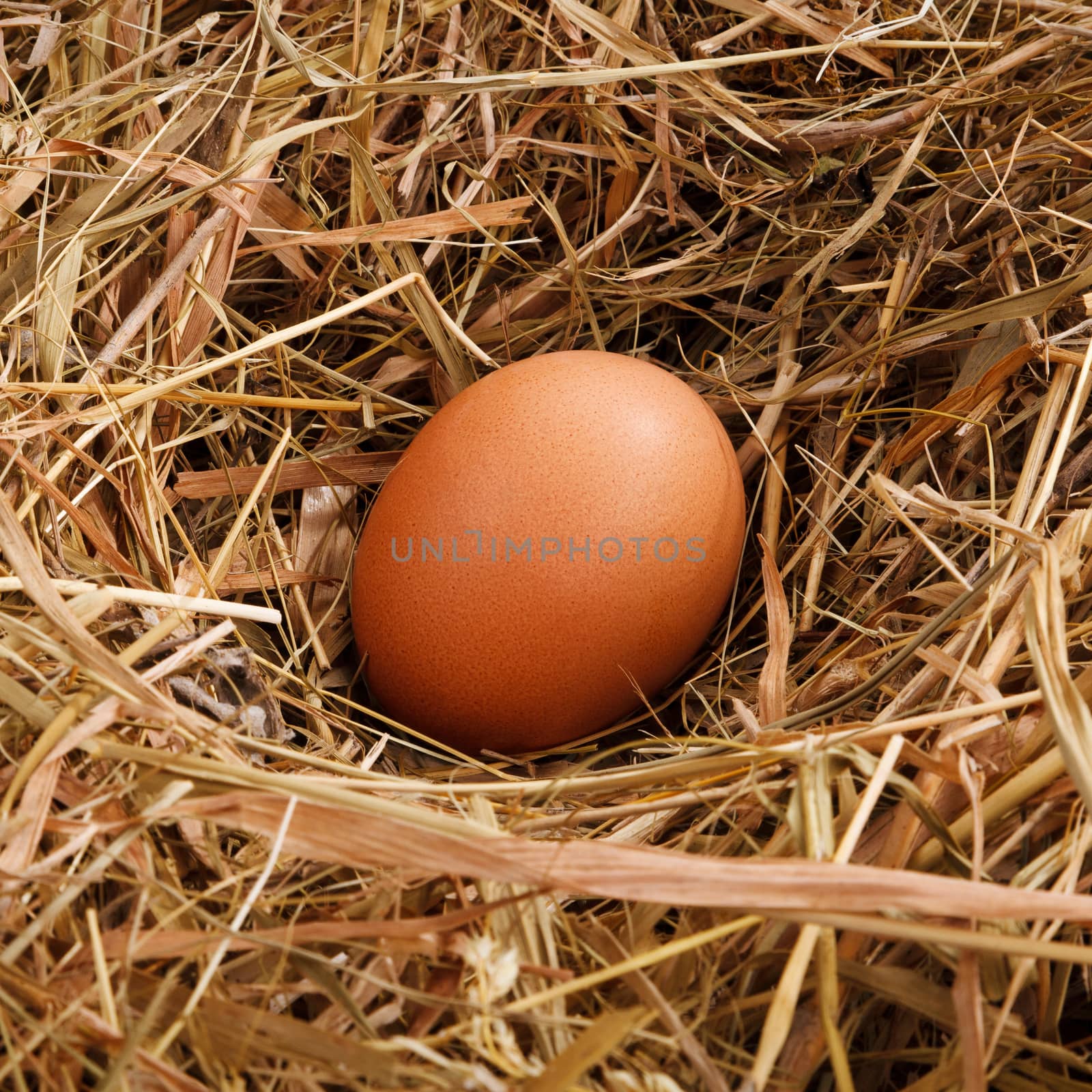 egg in a nest of straw