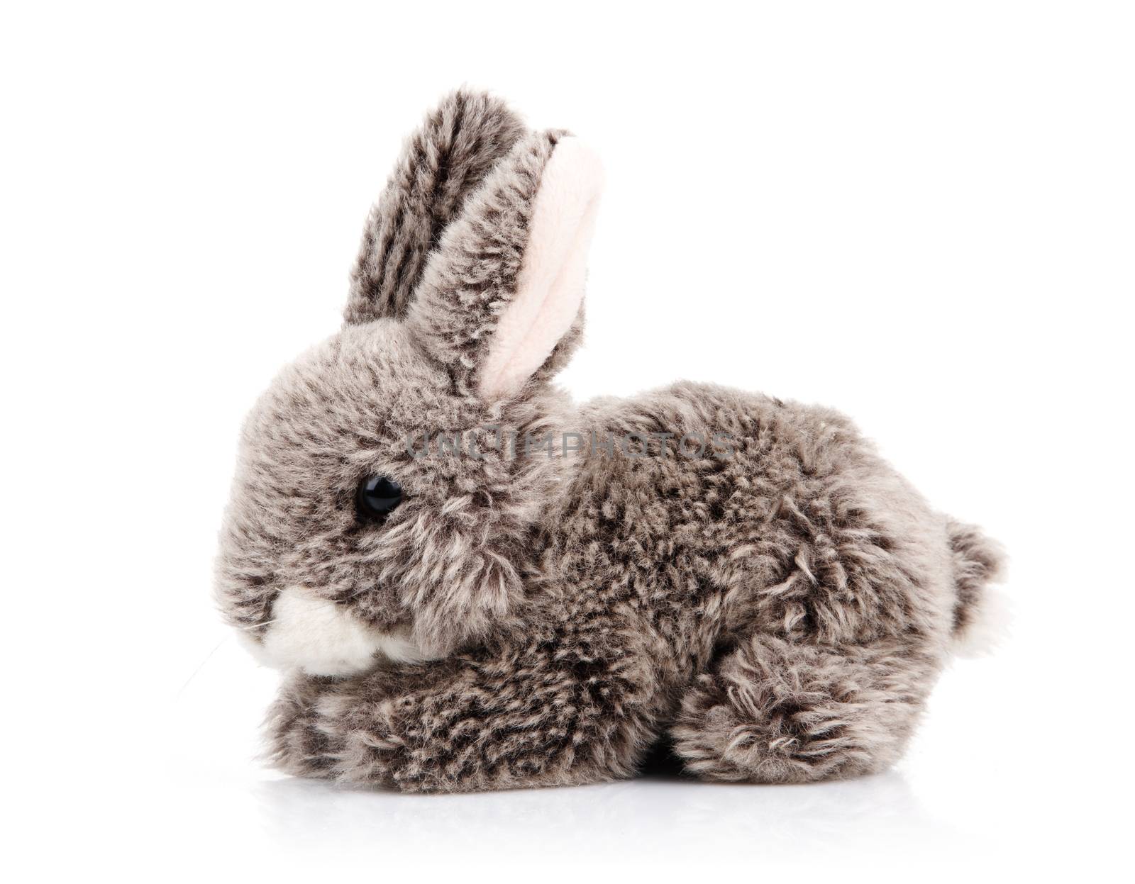 toy bunny isolated on white