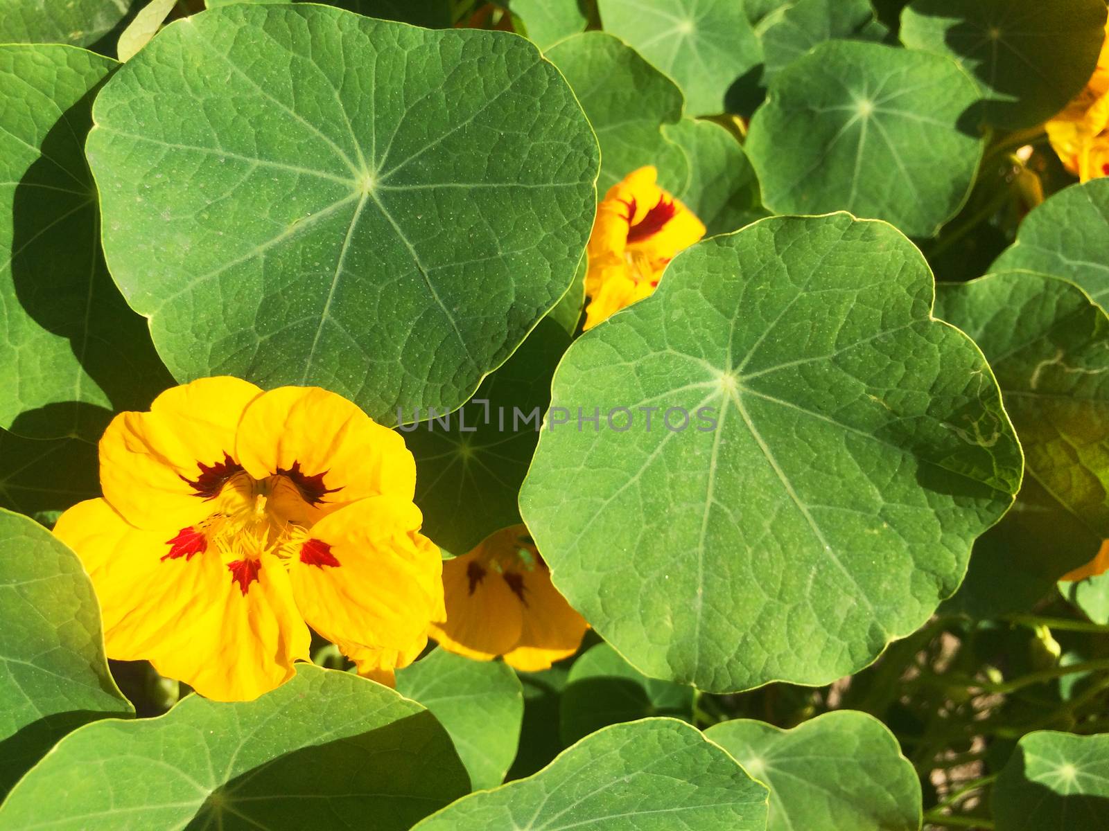 different kinds of colorful flowers