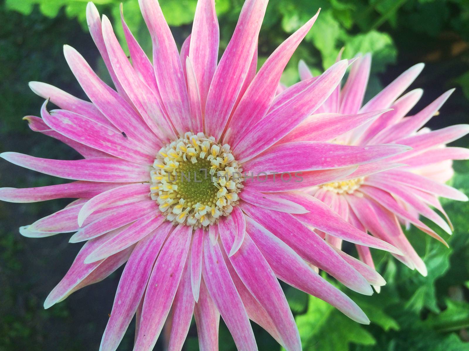 all kinds of colorful flowers and leaves