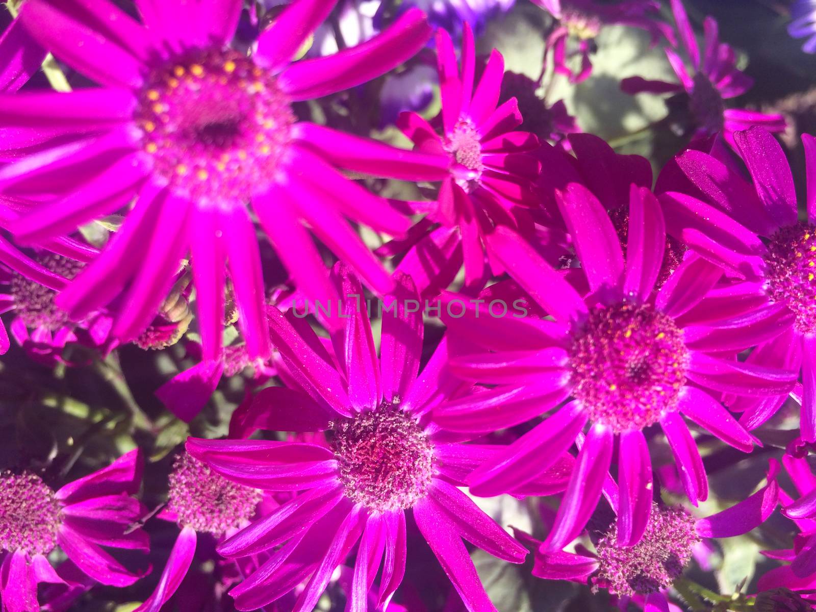 all kinds of colorful flowers and leaves