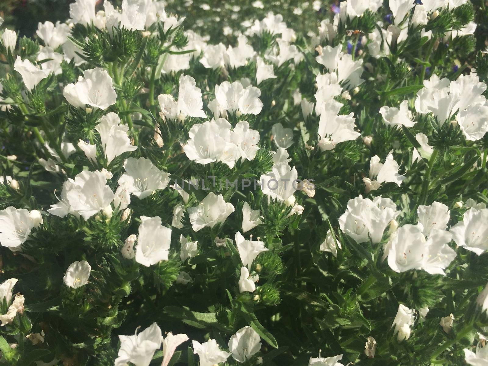 all kinds of colorful flowers and leaves