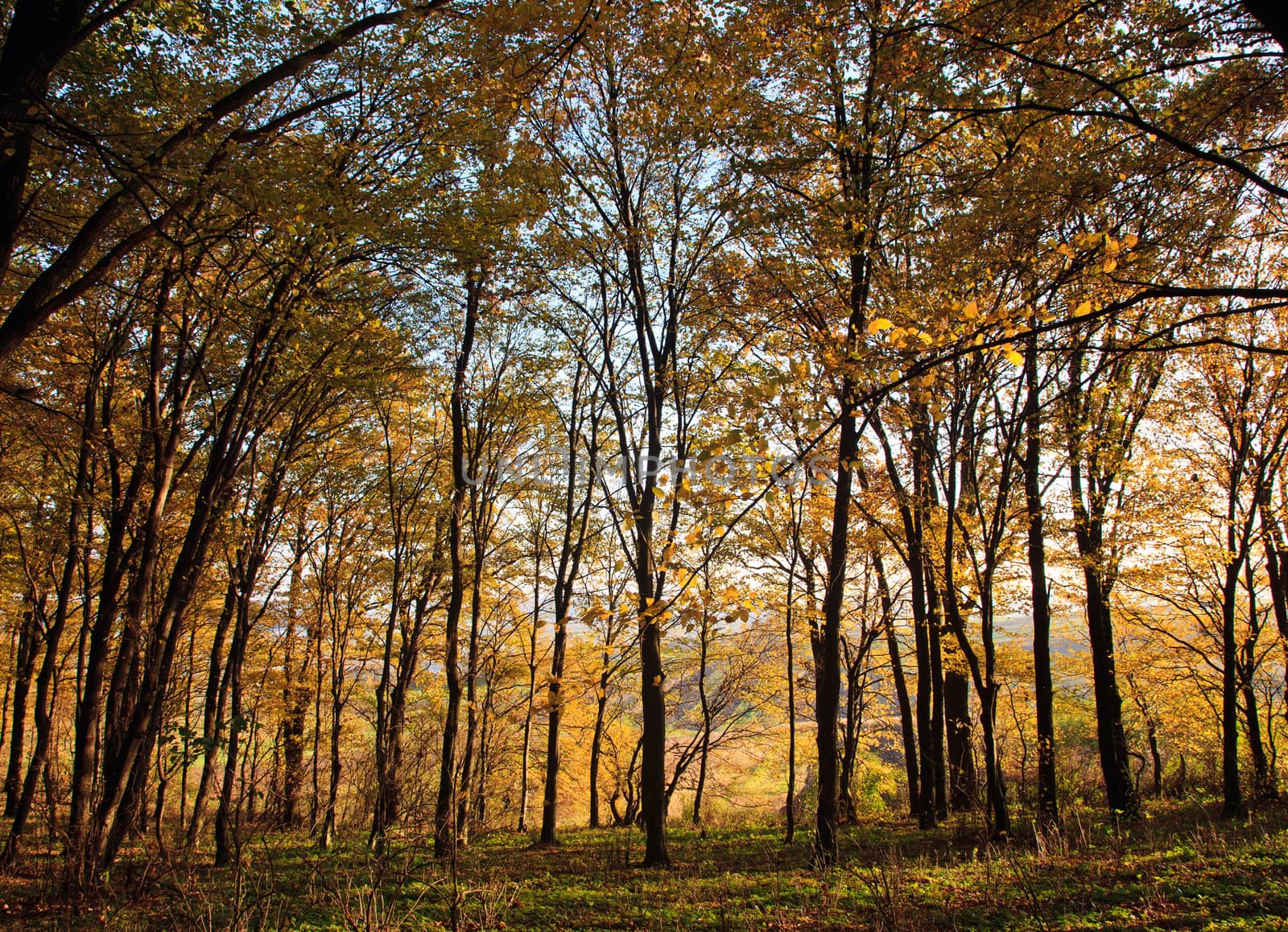 autumn forest by serkucher
