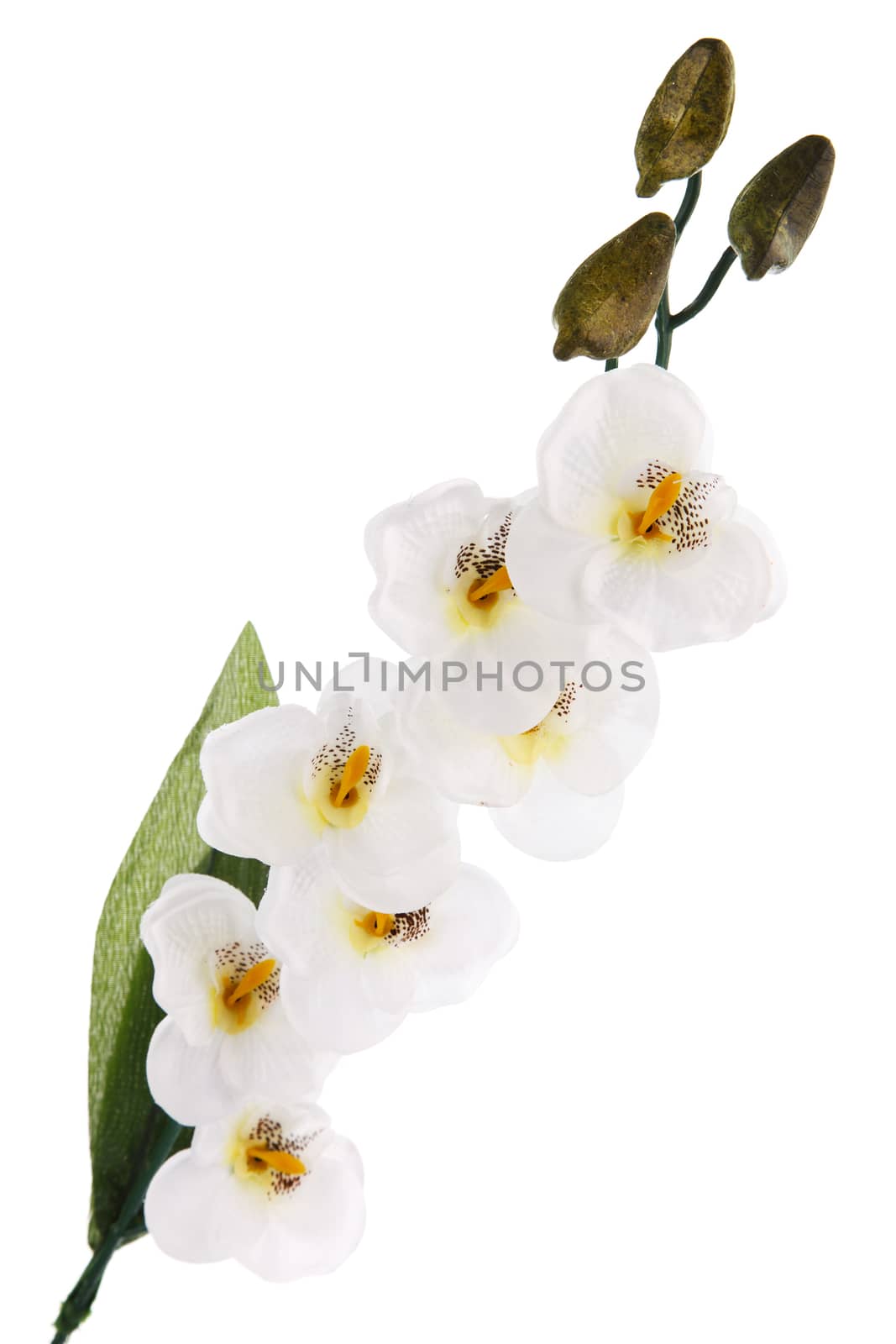 branch of white artifical orchids isolated on white