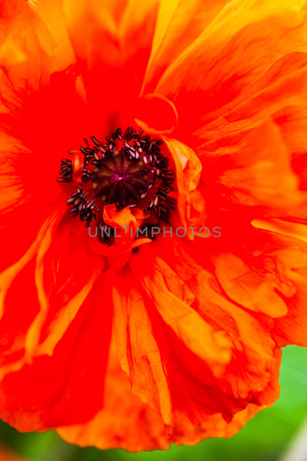 Closeup of the blooming red poppy flower.