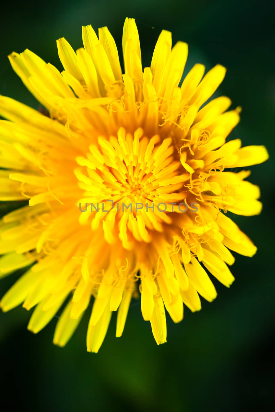 Closeup of the blooming yellow dandelion flower.