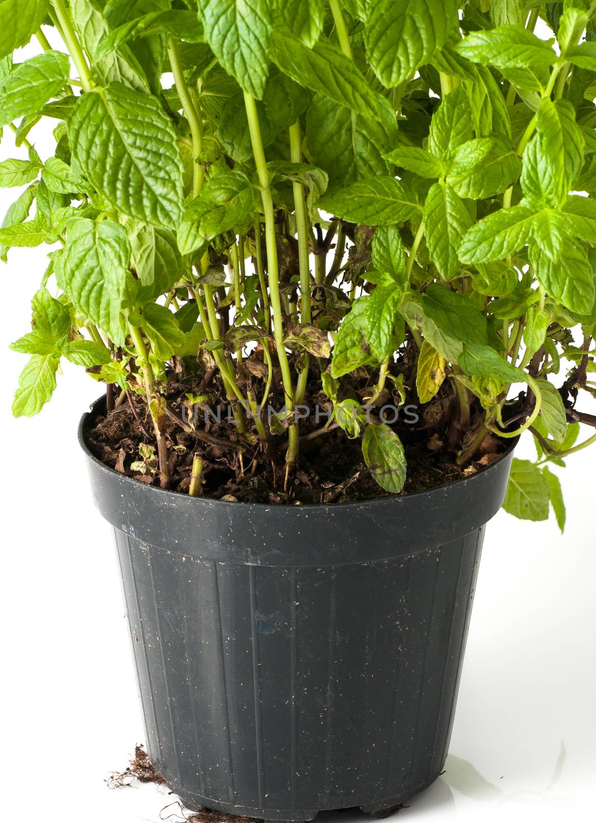 mint plant with pot and roots