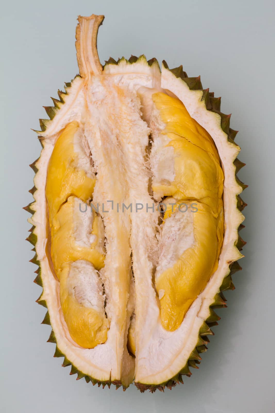 Tropical fruit Malaysia Durian in plain background