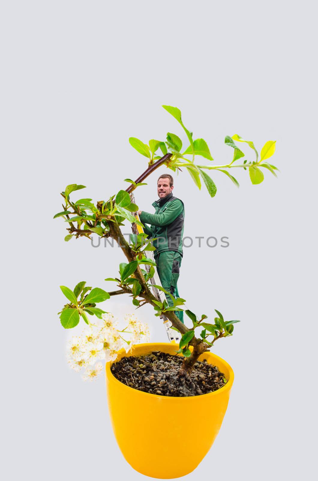 Abstract, Man with ladder in a small bonsai tree. Isolated on white background.