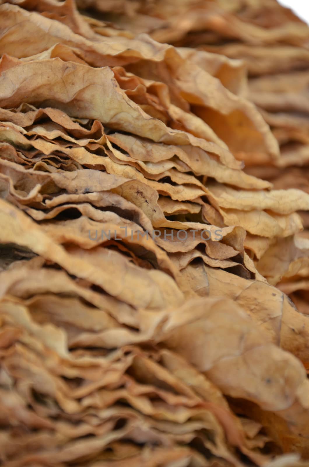 Picture of a Tobacco dry in the sun