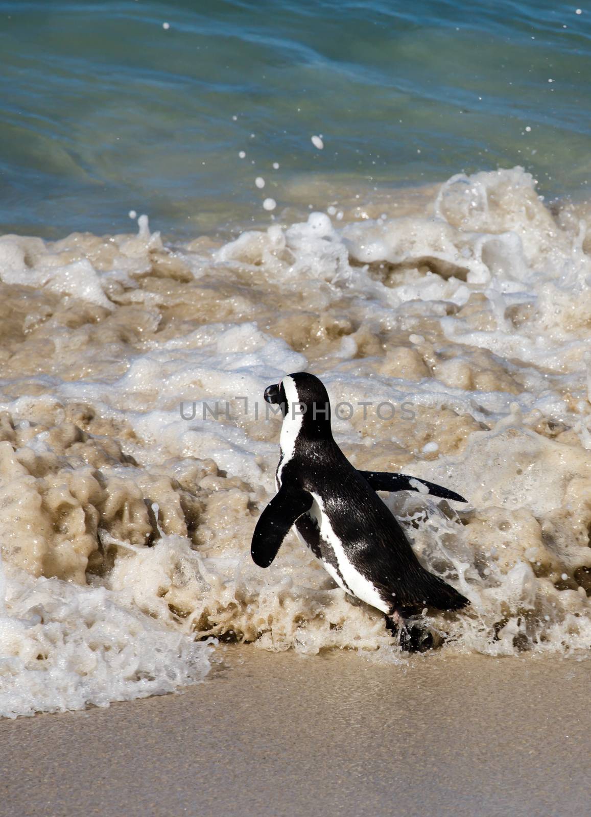 African Penguin running to enter the sea to swim away