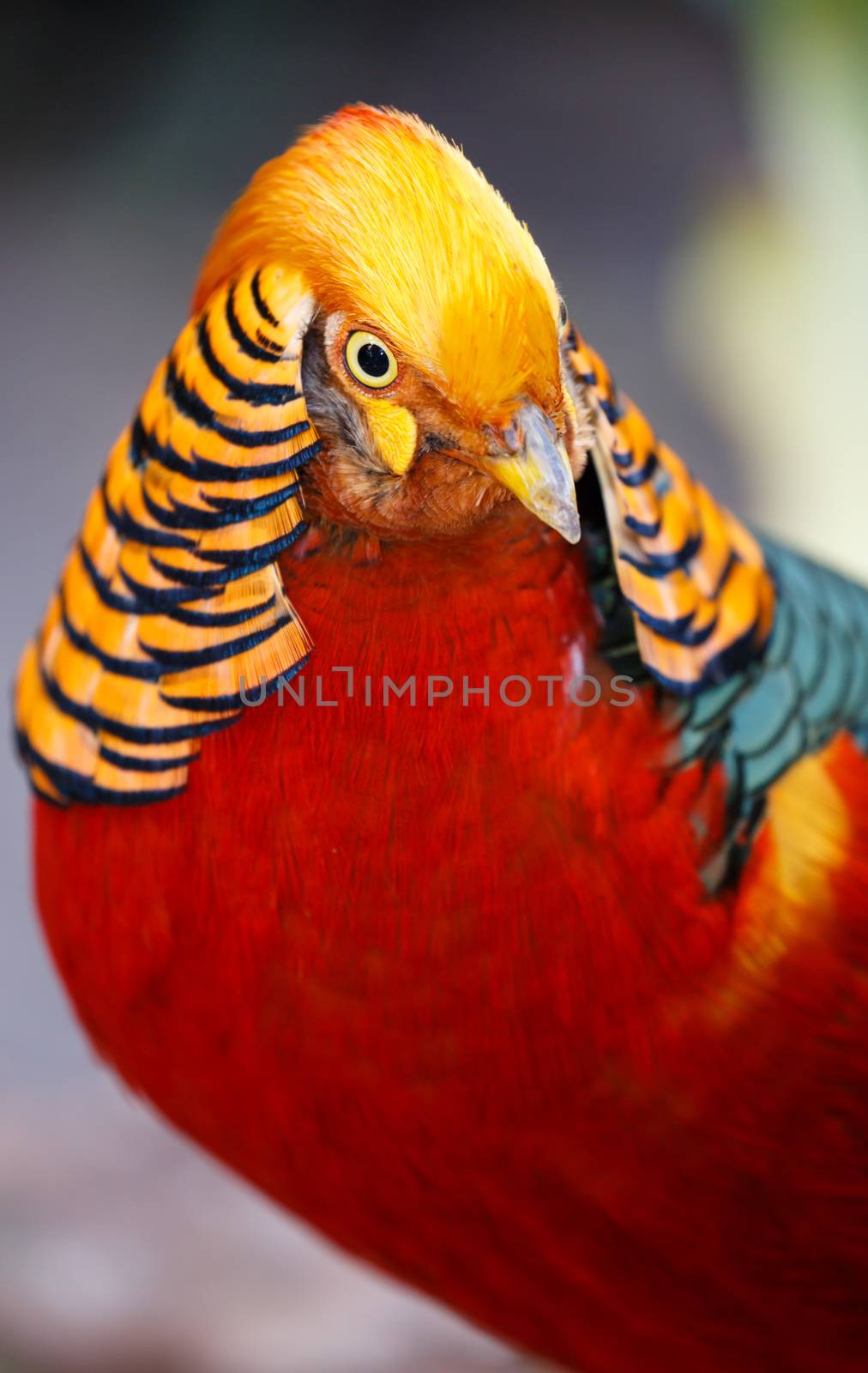 Beautiful Male Golden Pheasant Bird by fouroaks