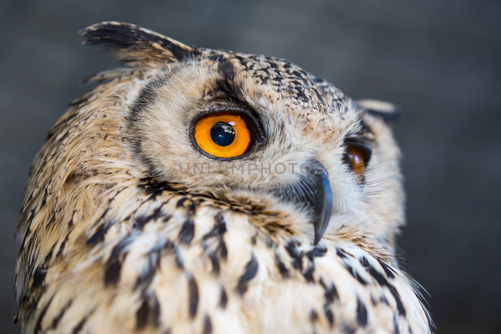 Portrait of a Korean Eagle Owl with a large orange round eye