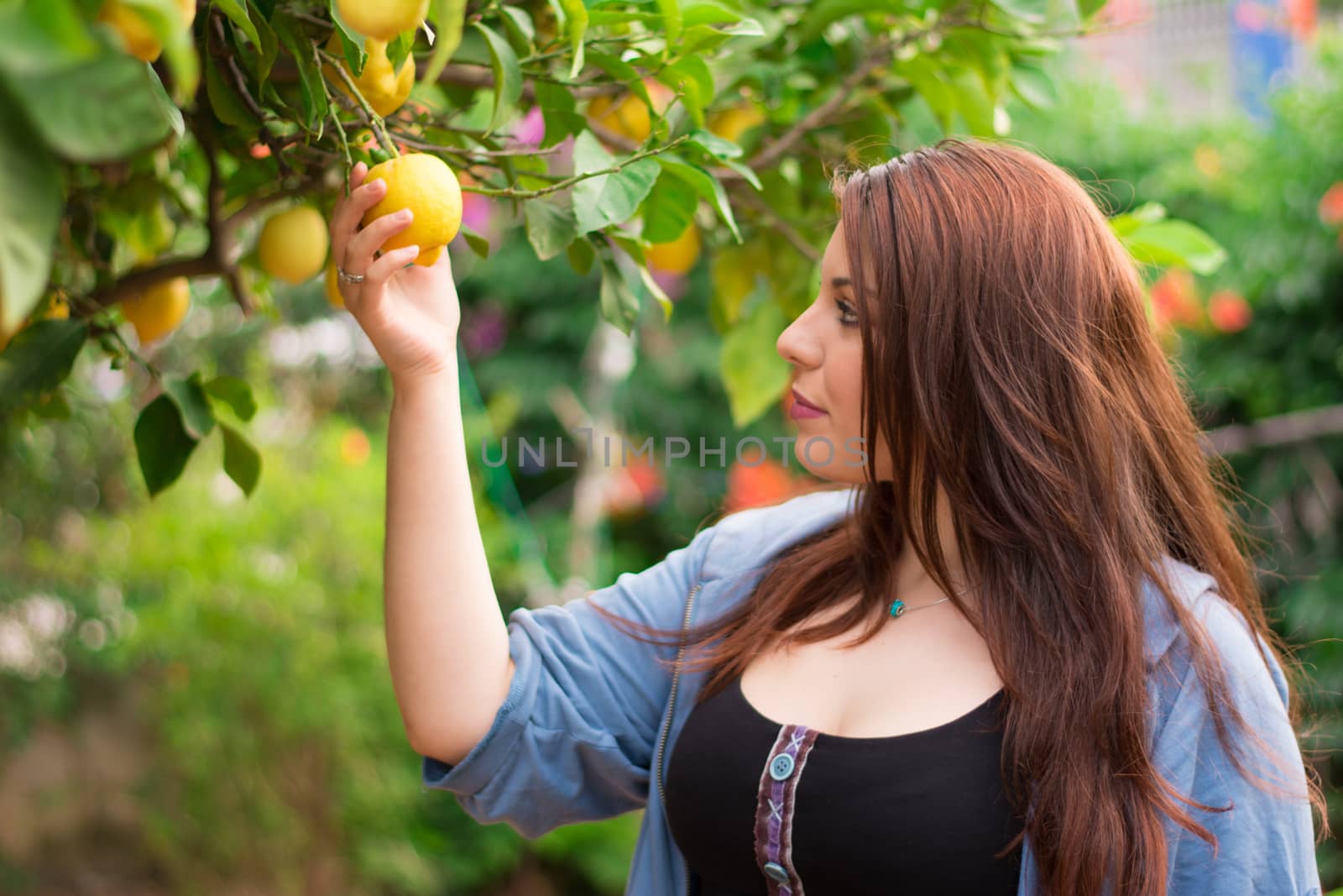 Beautiful young Caucasian girl cutting a lemon from the lemon tree in the garden.