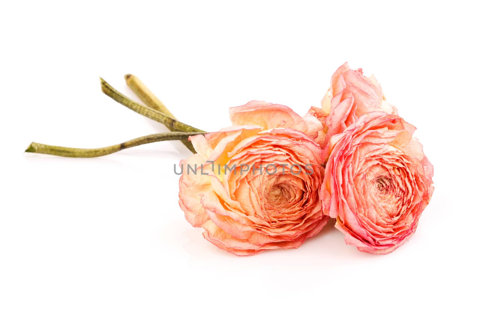 three dry roses isolated  on white