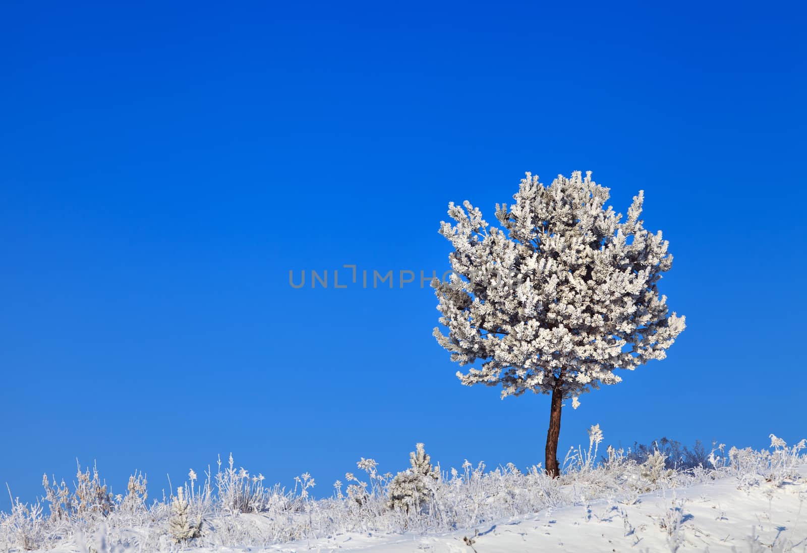 snowy tree on a sunny winter frosty day with blue sky