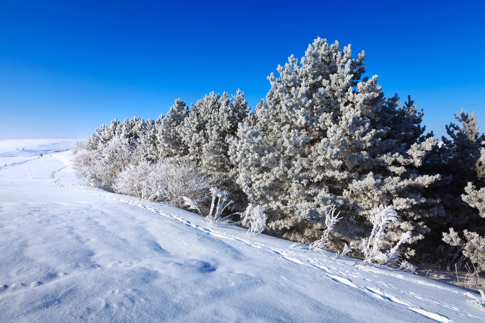 Winter Forest