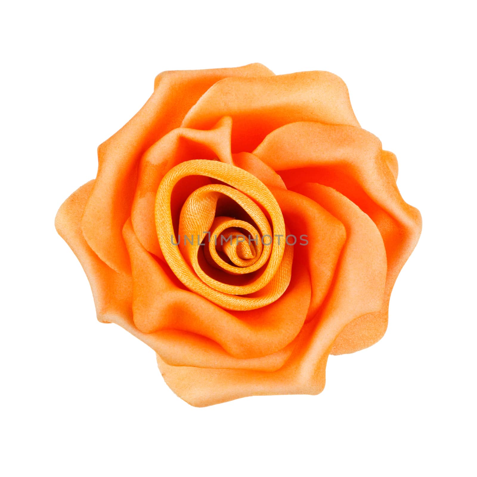 rose isolated on white by serkucher