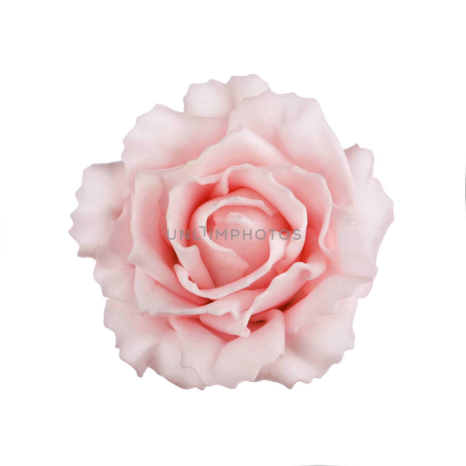 pinkr rose isolated on white by serkucher
