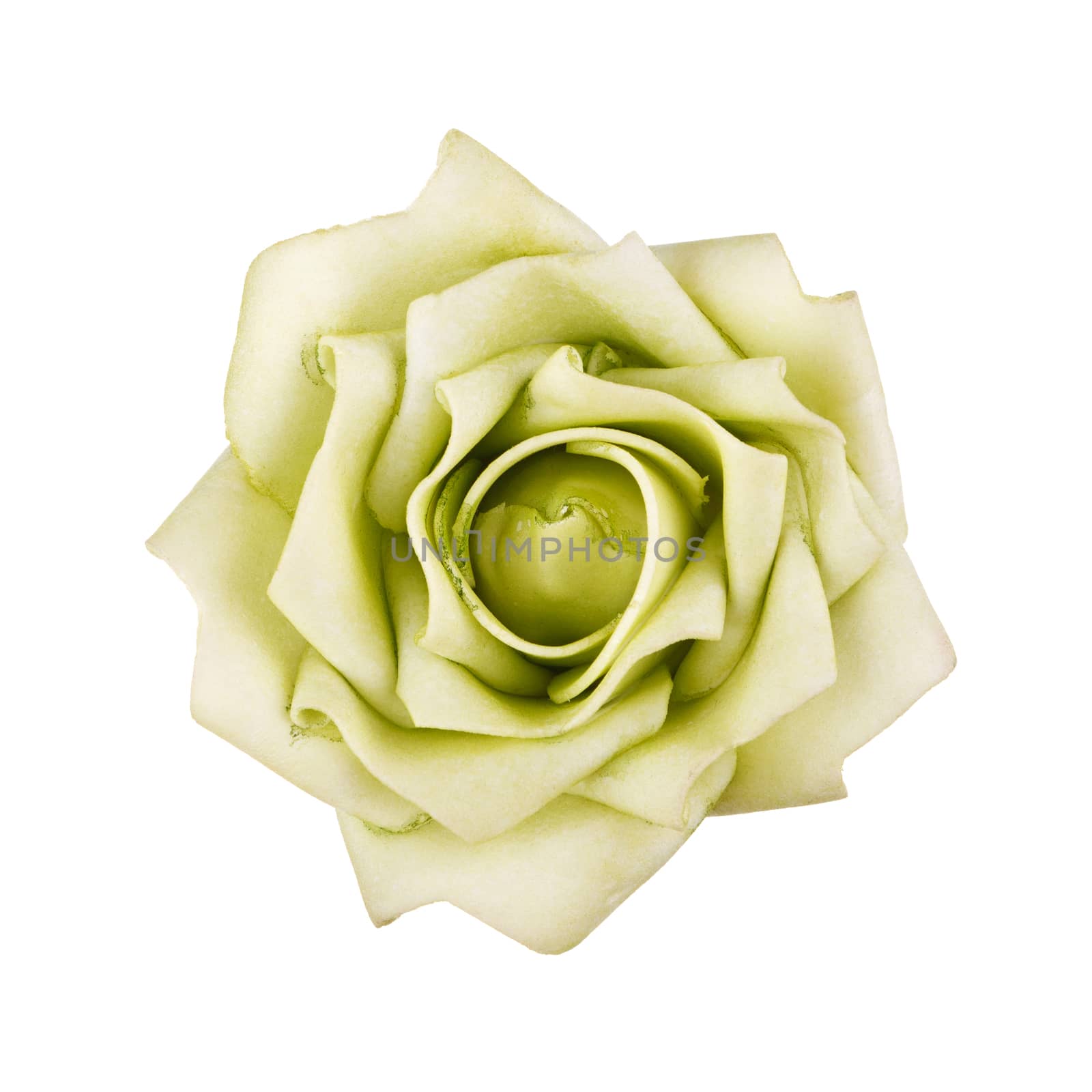 green rose isolated on white background