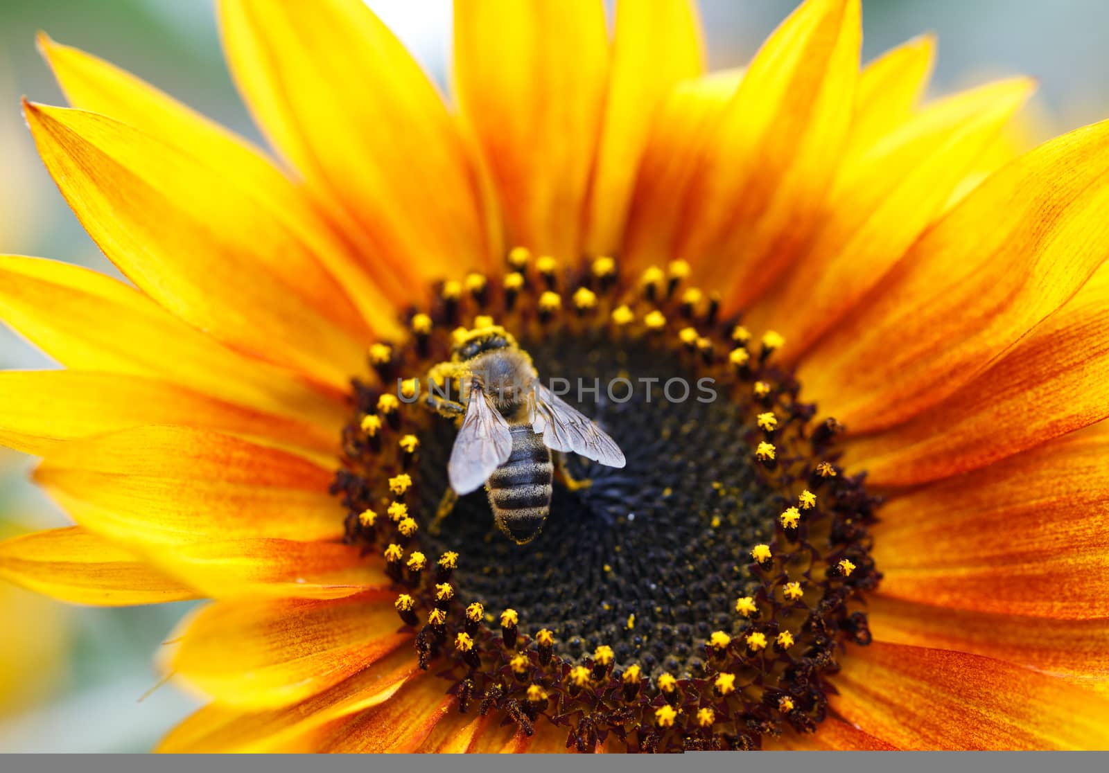 Sunflower With Bee 