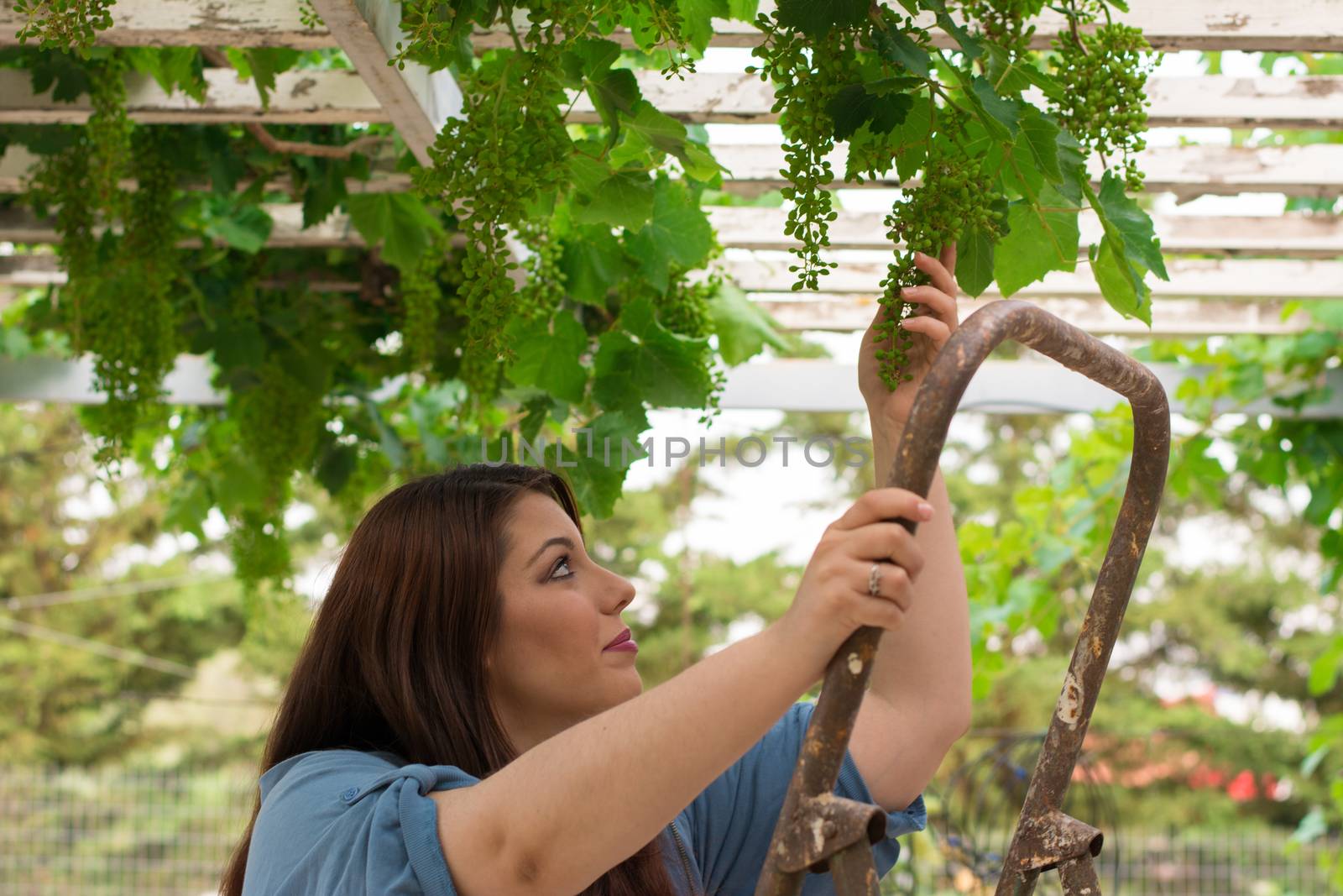 Nice, beautiful caucasian girl in the vineyard, on a rusty ladder.