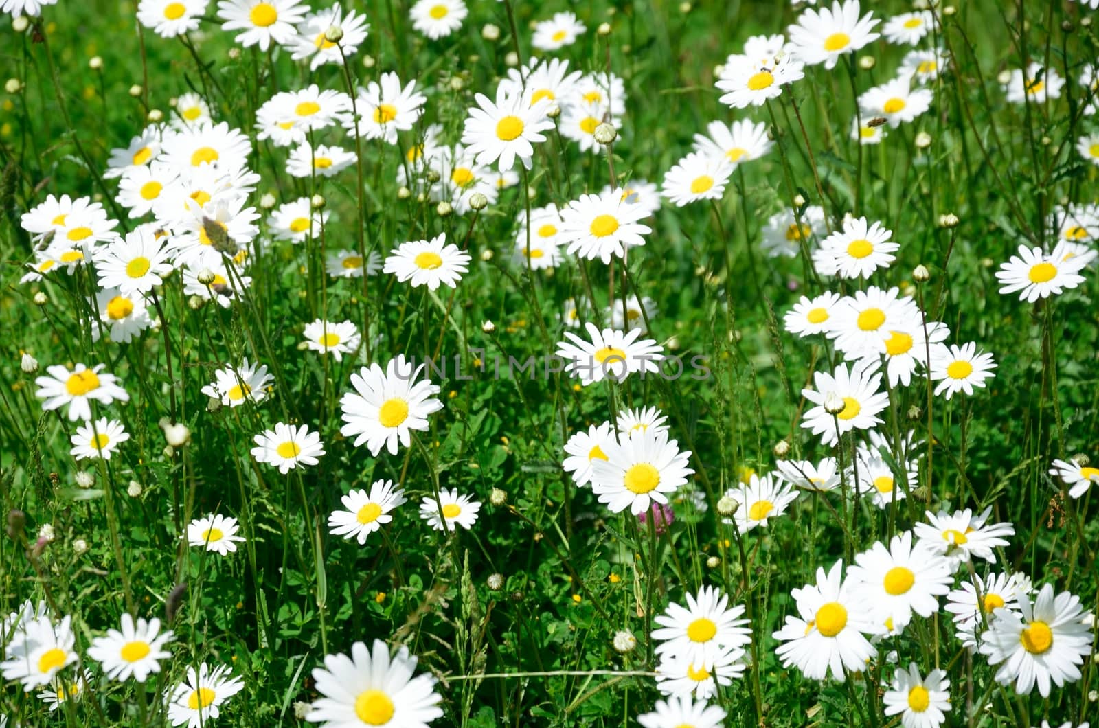 Group of Daises in field by pauws99