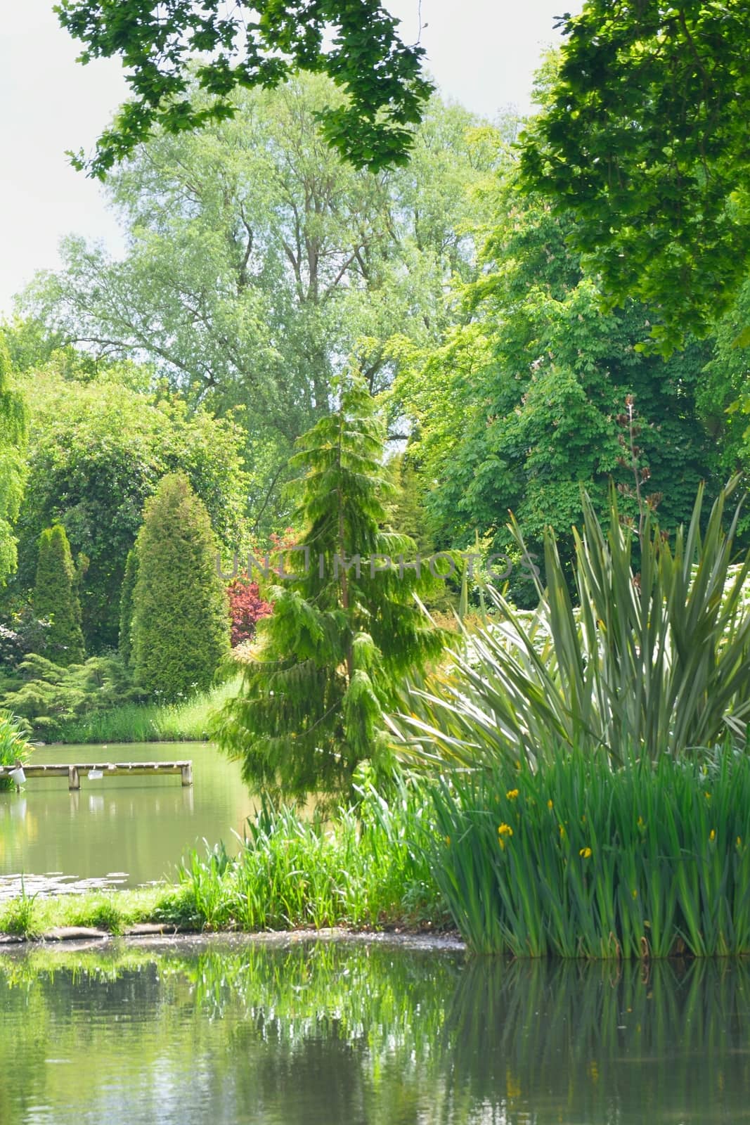 English garden with trees and pond