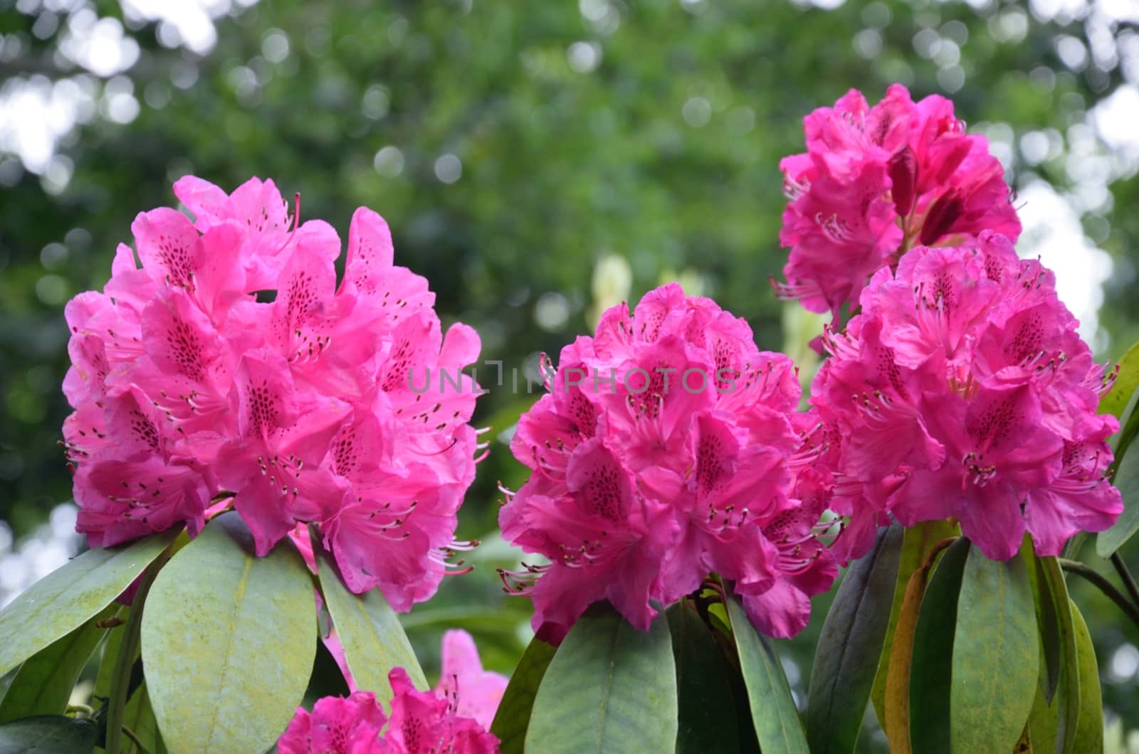 purple rhododendron flower heads