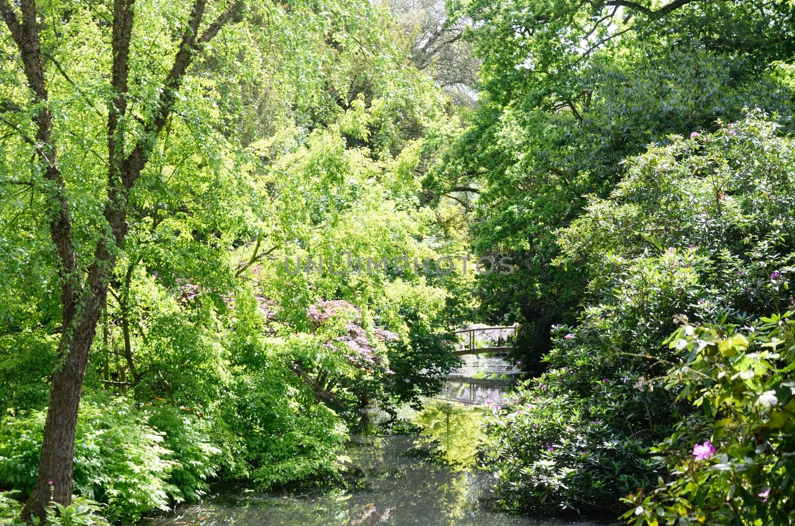 Stream through wooden area