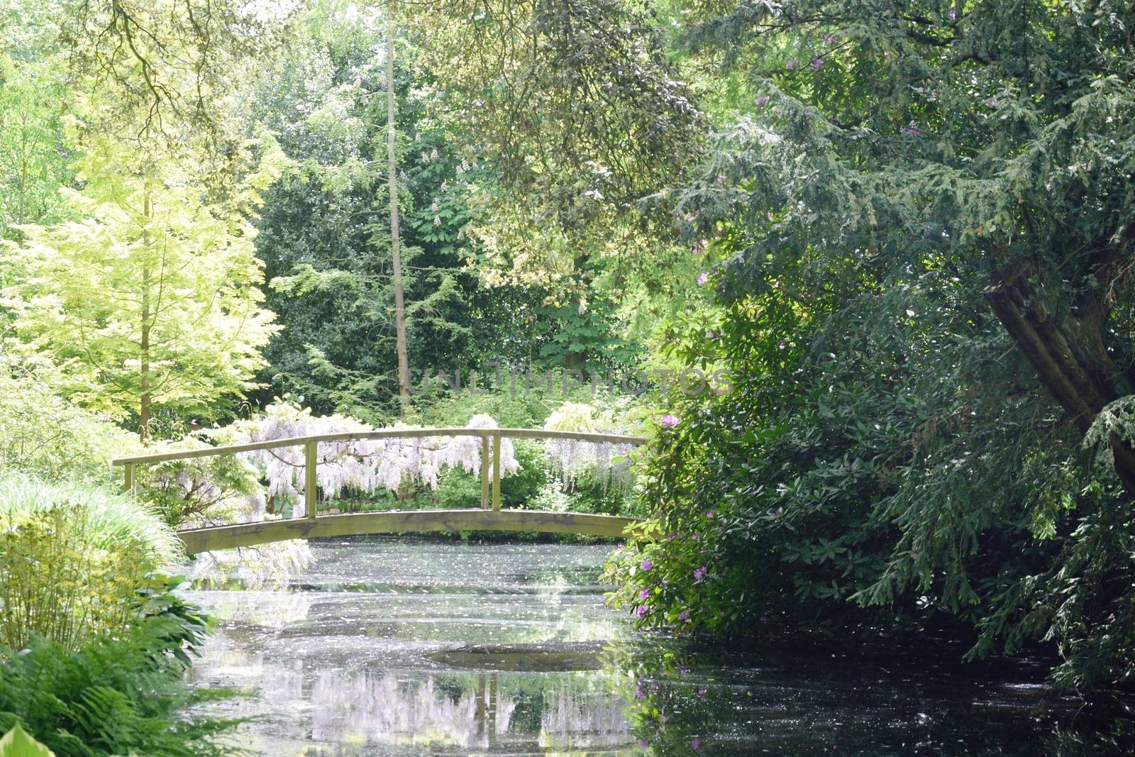 Bridge over stream in forest by pauws99