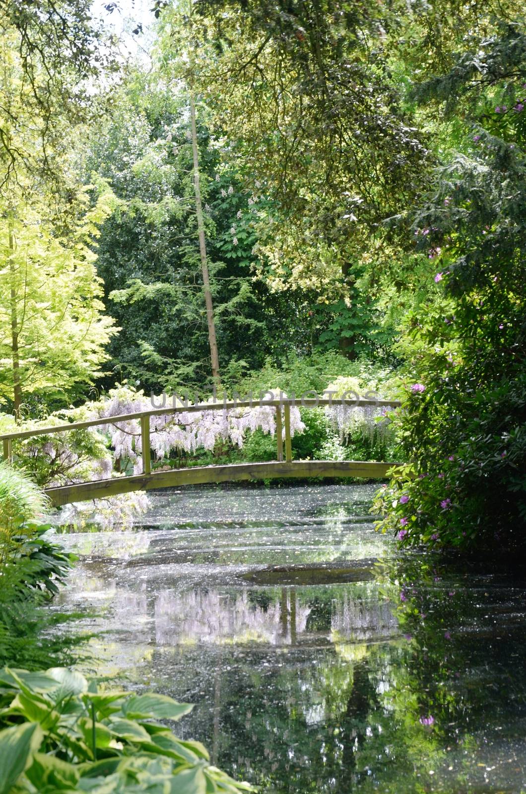 Wooden Bridge over woodland stream by pauws99