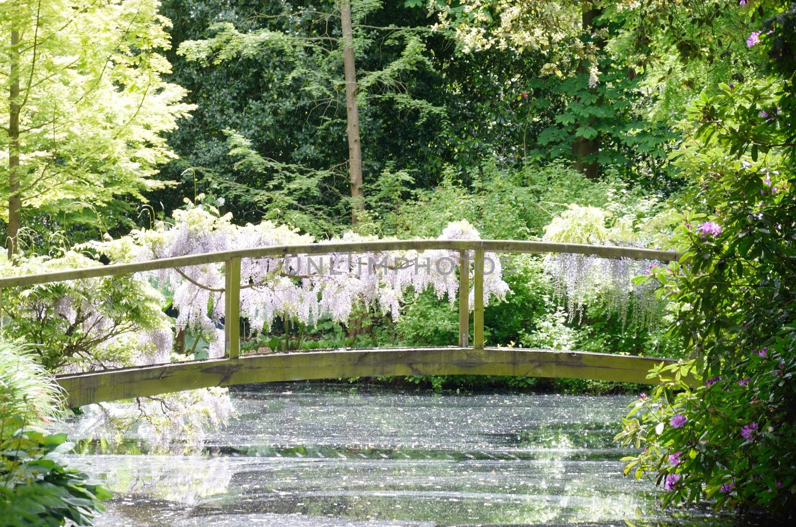 Curved Wooden bridge with wisteria by pauws99