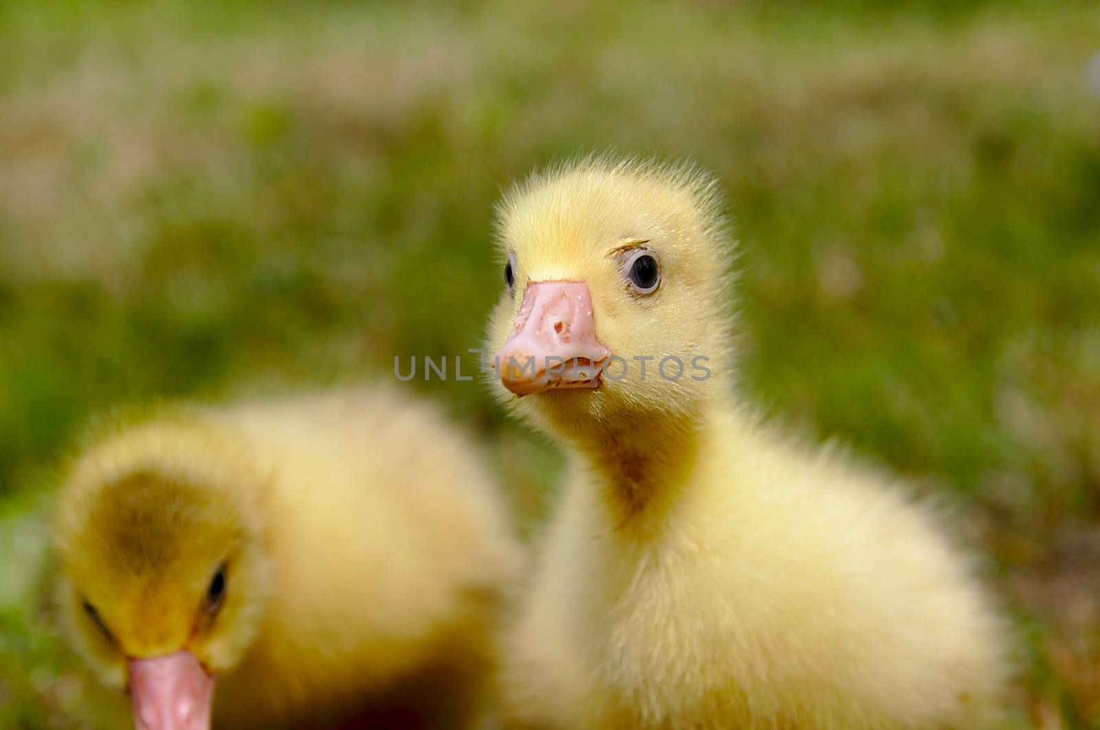 Young geese walking in a green meadow.