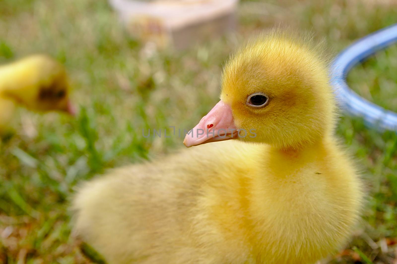 Young goose walking over the green meadow.