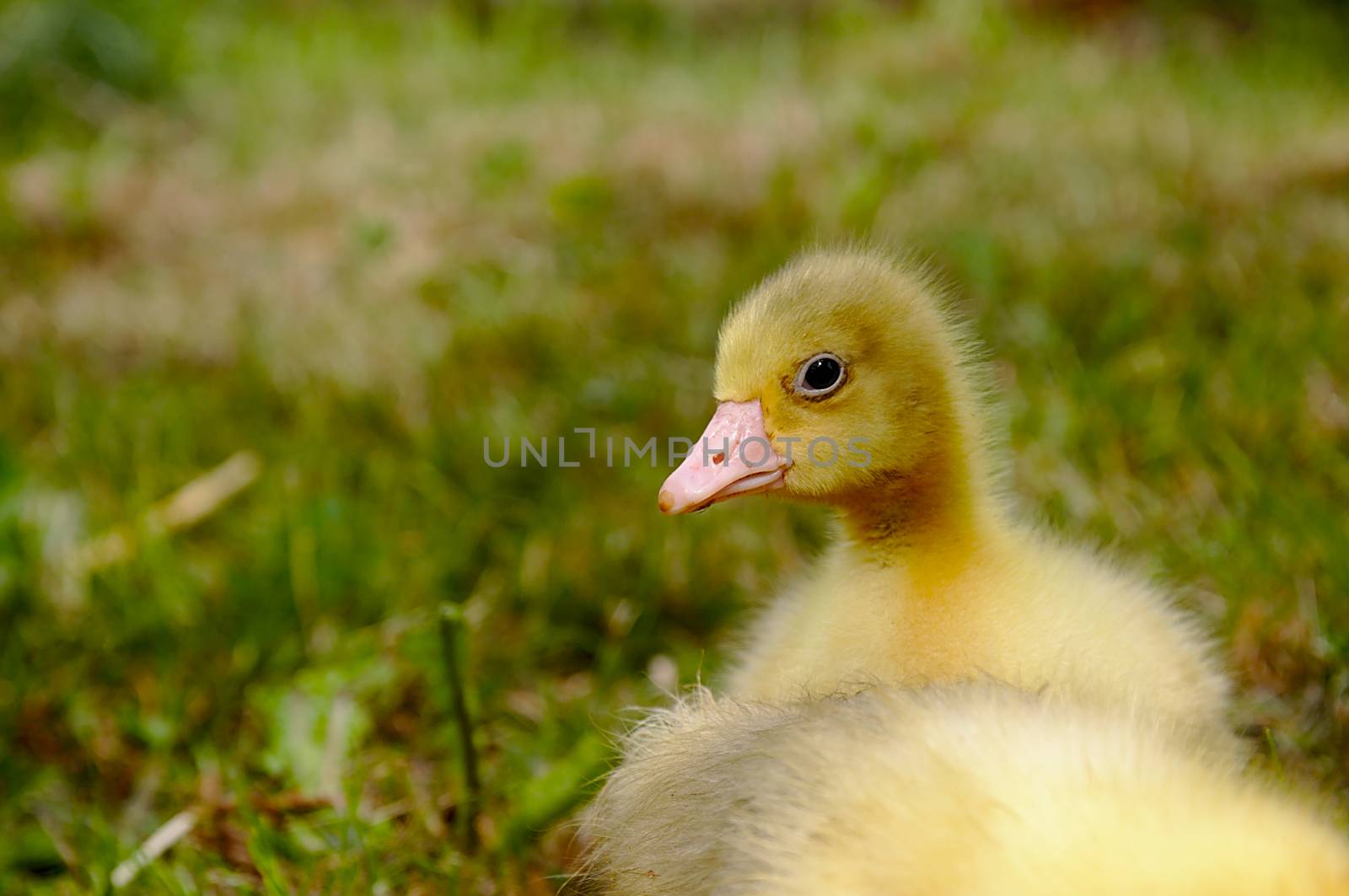 Young geese walking in a green meadow.