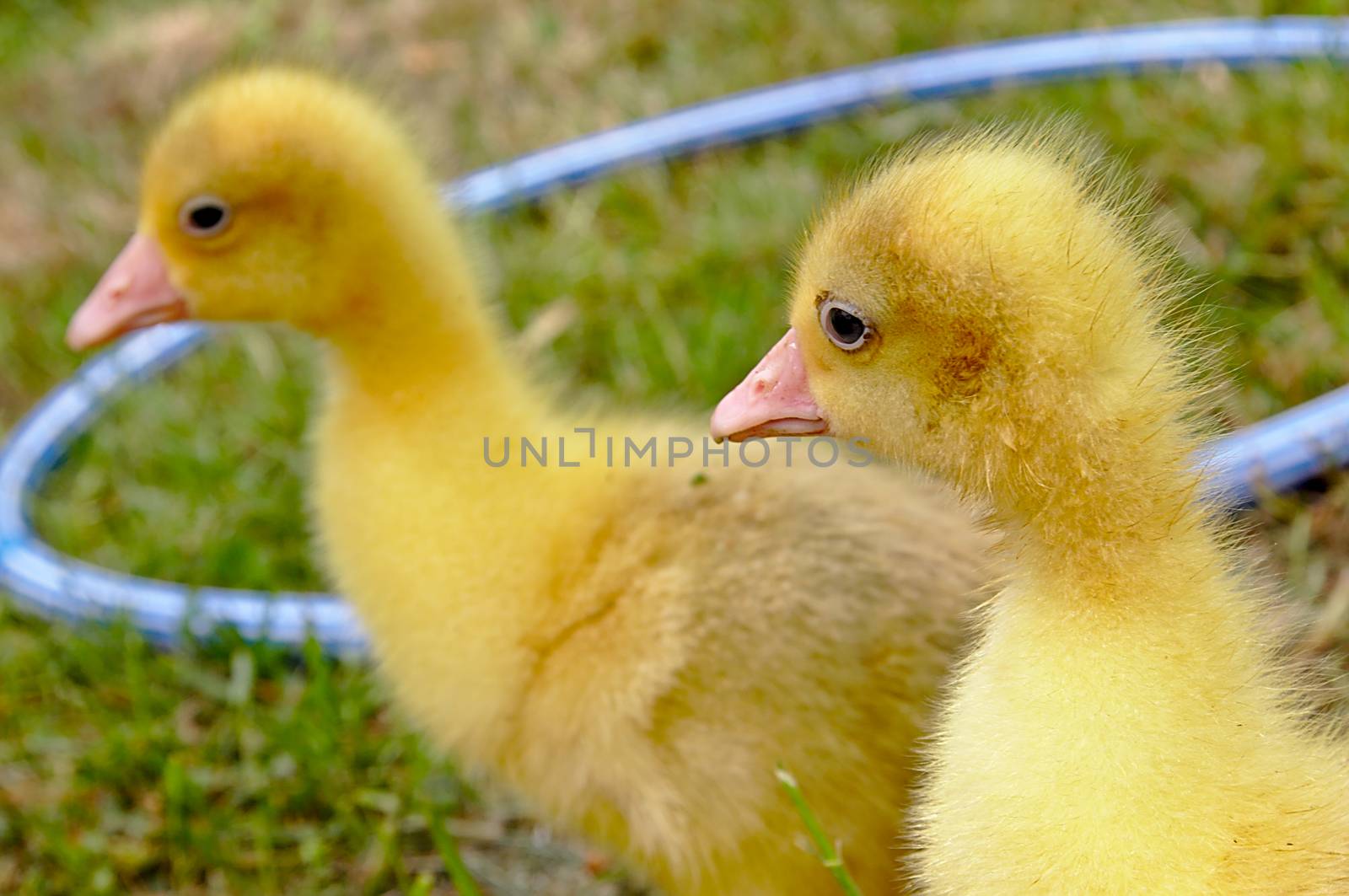 Young geese walking in a green meadow.